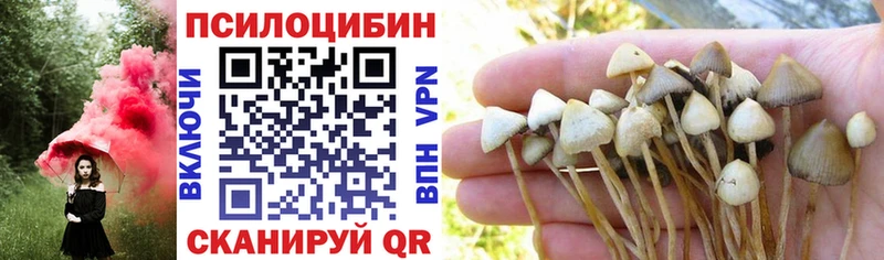 Купить  Шилка  Галлюциногенные грибы Psilocybine cubensis 